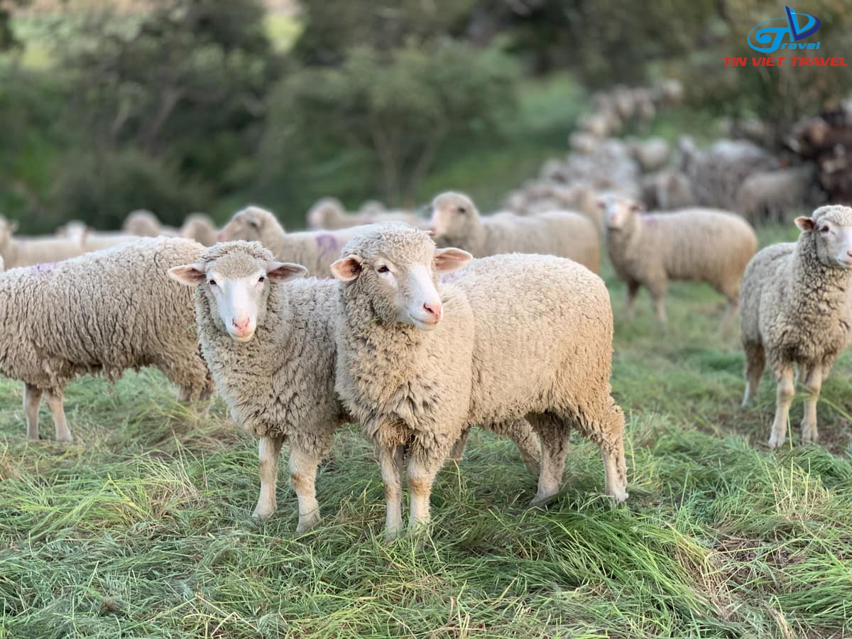 nông trại cừu
